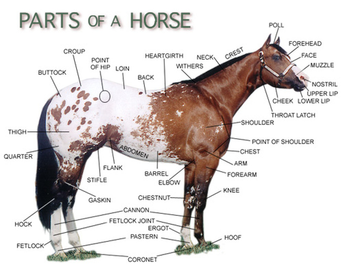 Parts of saddle/bridle horse Martin County Florida